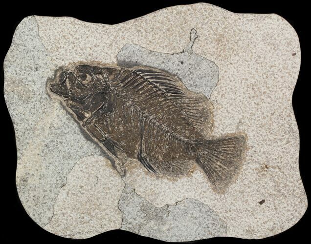 Cockerellites (Priscacara) Fossil Fish - Hanger Installed #51056